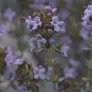 fleur de thymus vulgaris