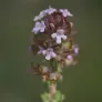 fleur de thym sauvage
