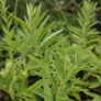 plant de verveine andine