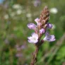 plant de verveine officinale en fleurs