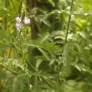 feuilles et fleurs de verveine officinale