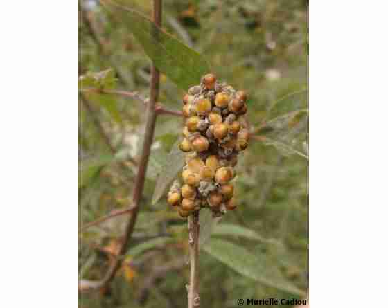 Graines De Baies De Gattilier Sauvage (Vitex Agnus-Castus) - Complément Naturel Pour La Santé Des Femmes