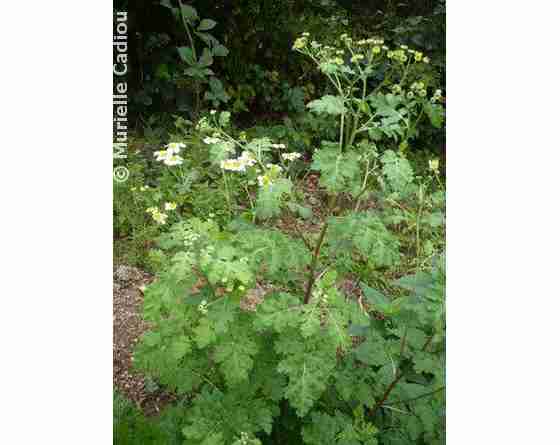 Grande Camomille à Planter : Achat Plantes Médicinales
