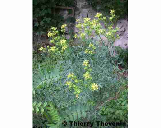 Rue des jardins Ruta graveolens graines semences Rue des jardins Ruta graveolens graines semences