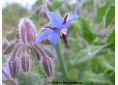 Graines et plants de Borago officinalis 'Alba' - Bourrache blanche