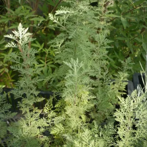 feuilles d'absinthe africaine