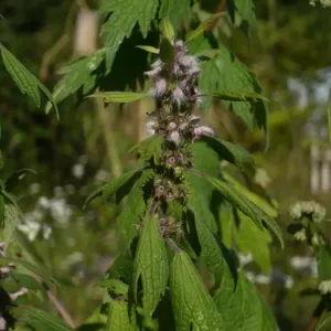 plant d'agripaume en fleurs