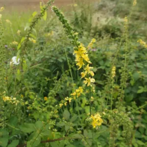 aigremoine en fleur