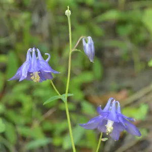 plant d'ancolie en fleur