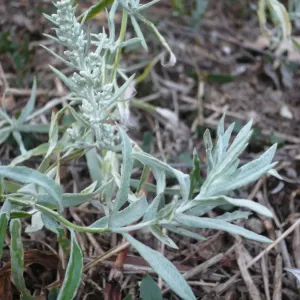 plant de sauge blanche