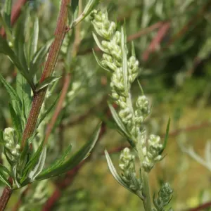 boutons floraux d'armoise commune