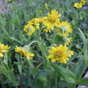 fleurs d'arnica du mexique