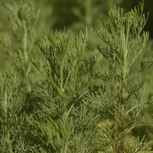 feuilles d'arquebuse
