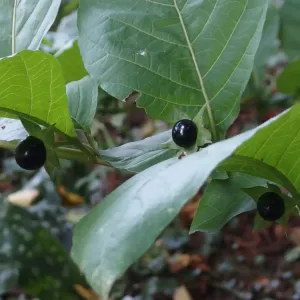 plant de belladone