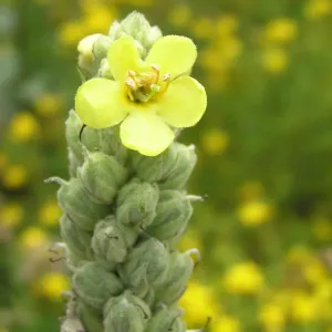 fleur de bouillon blanc