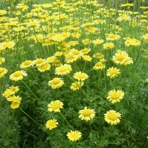 champ de camomille des teinturiers