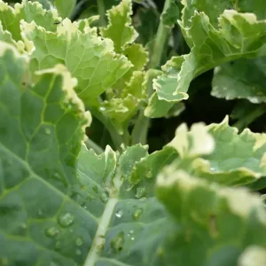 feuilles de chou daubenton panache