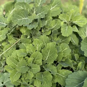 plant de chou kale daubenton