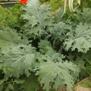 feuilles chou vivace red russian