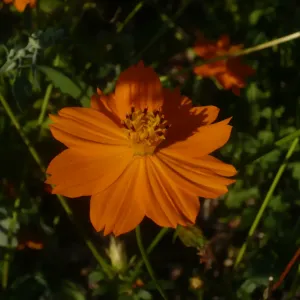 fleur de cosmos sulfureux