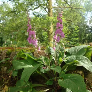 plants de digitale pourpre