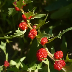 graines d'epinard fraise