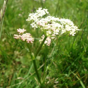 fleur de fenouil des alpes
