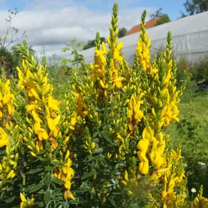 plant de genet des teinturiers en fleurs