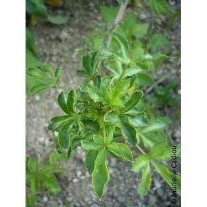 Ginseng-de-siberie-Eleutherococcus-senticosus