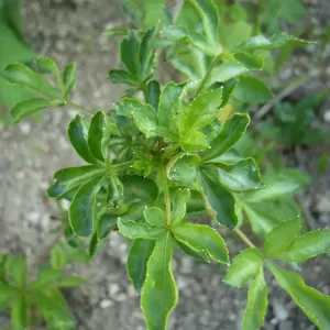 plant d'Eleuthérocoque-de-Siebold