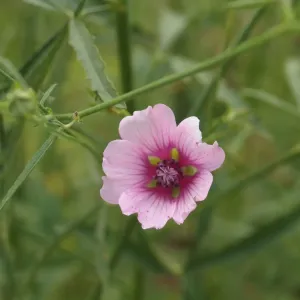 fleurs guimauve a feuilles de chanvre