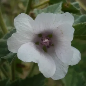 fleurs de guimauve officinale