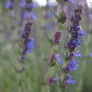 fleurs d'hysope officinale