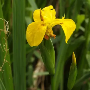 fleurs d'iris des marais