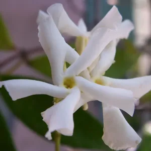 plant de jasmin officinal en fleur