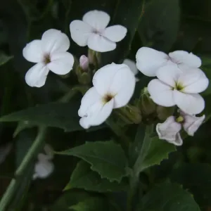 fleurs de julienne des dames