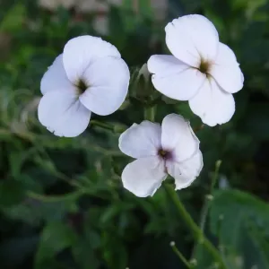 fleurs de julienne des dames