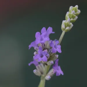 fleurs de lavande vraie