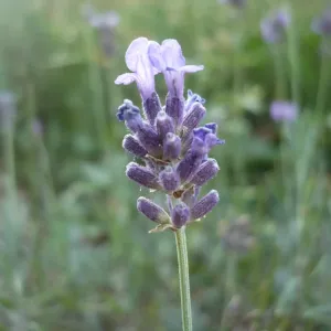 fleurs de lavande vraie