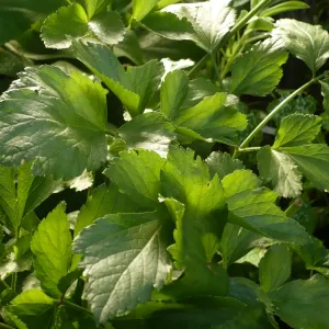 feuilles de maceron