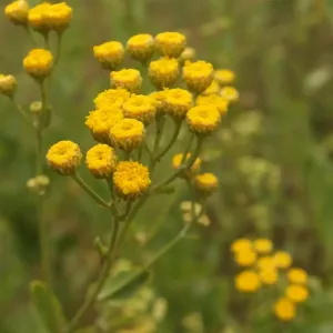 fleurs de menthe coq