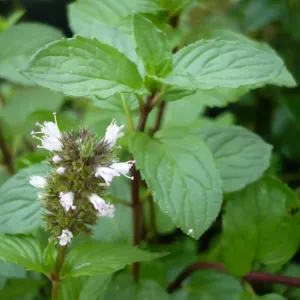 feuilles de menthe poivrée