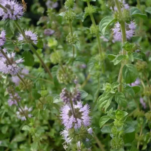 fleurs de menthe pouliot