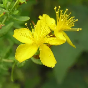 fleur de millepertuis officinal