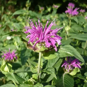Fleurs de monarde violette