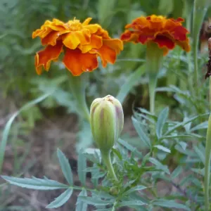 fleurs d'oeillet d'inde orange