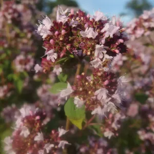 fleurs d'origan commun