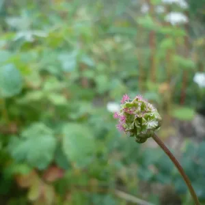 fleurs de petite pimprenelle