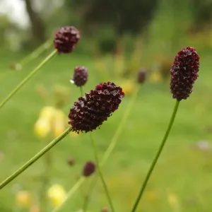fleurs de grande pimprenelle