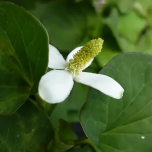 Feuilles et fleur de poivre de Chine